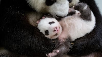 One of Berlin's giant panda cubs with giant panda mother Meng Meng at the Zoologischer Garten zoo in Berlin. AFP