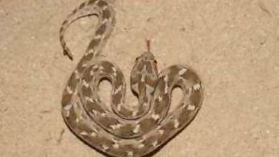 A saw-scaled viper echis carinatus in a defensive position.