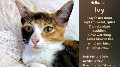 If interested in adopting, contact Red Paw Foundation on Facebook or email contact@redpawfoundation.org.