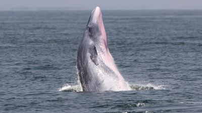 A Bryde's whale jumps to the surface of sea at the Upper Gulf of Thailand. EPA