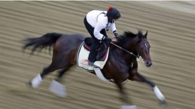 Kentucky Derby winner Orb, with exercise rider Jennifer Patterson aboard, gallops during a workout at Pimlico Race Course in Baltimore on Thursday.