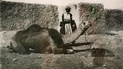 A camel fed with dates and small dried fish between Al Hofuf in Saudi Arabia and Doha.