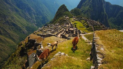Alpacas pick their way round the mountainside above Machu Picchu, Peru. The Incan site is at an altitude of 2,430 metres and spans 13 square kilometres. Colin Monteath / Hedgehog House / Minden Pictures / Corbis