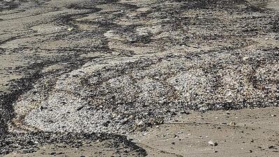 Oil washes up at Kalba beach in Sharjah on Sunday. The slick stretches across three kilometres of the UAE’s east coast. Hisn Kalba Instagram