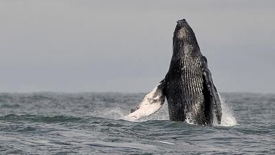 Team New Zealand narrowly avoided a collision with a surfacing whale during the last Volvo Ocean Race. Luis Robayo / AFP