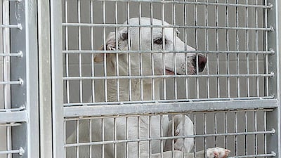 Animal rights campaigners say the UAE should get tough against pet shops selling cats and dogs bred in puppy mills. Satish Kumar / The National