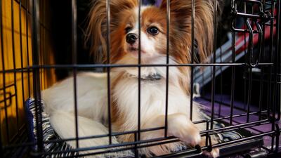 Ready to go: A dog sits in a cage ahead of the Masters Agility Championship on February 8, 2020. Reuters