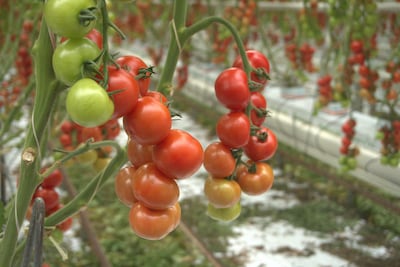 Lans greenhouse in Maasdijk. Sunniva Rose / The National