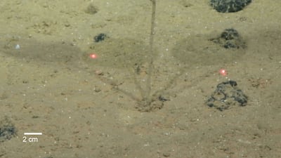 Researchers at the Natural History Museum say the undescribed organisms represent a fraction of the undiscovered species from the deep sea.