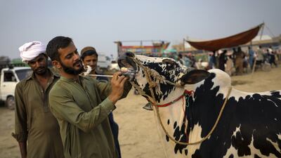 A buyer inspects a cow at an Eid livestock market in Islamabad. Bloomberg