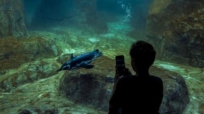 A visitor photographs a Magellanic penguin in its newly renovated habitat at Lisbon Oceanarium. AFP