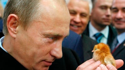 Putin holds a chick as he visits the Golden Autumn agro-industrial exhibition in Moscow on October 11, 2008. AFP