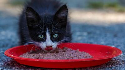 Feline infectious peritonitis is wreaking havoc on the cat population of Cyprus. AFP