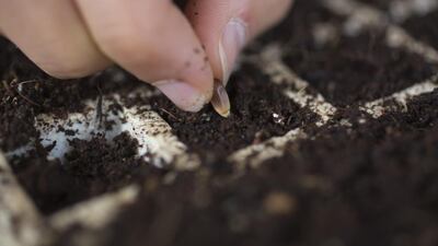 With help from the Qattan Foundation, an independent development organisation focused on culture and education, Sansour will launch the seed library in June with an exhibition of heirloom seed varieties at the foundation’s headquarters in Ramallah.
