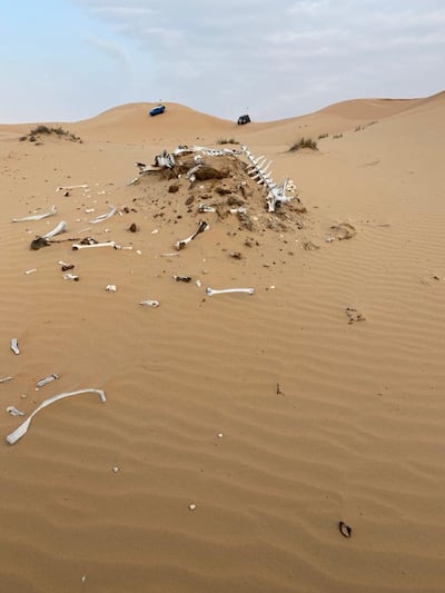 The remains of a camel that is thought to have ingested plastic. Courtesy: Offroaders.ae