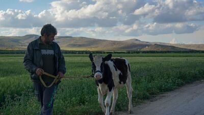 Hammoud Al-Jassem, a local farmer, said: 'We have been subjected to a lot of bombing and this year we were we also had the earthquake, but our life is simple, and after every calamity, we adapt and go back to live again.'