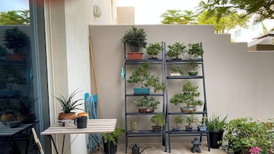 Sabater has 13 bonsai trees