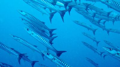 A school of Barracuda swims near the reef wall of Sipadan Island near the coast of Borneo, Malaysia. Photo: Antonie Robertson/The National