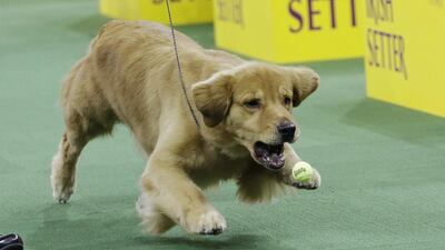 A golden retriever plays with a ball as they compete in the junior showmanship contest sporting group. Frank Franklin II/AP photo