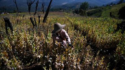 A farmer working in an illegal poppy field in Hopong, Myanmar Shan State. AFP