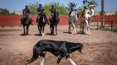 This dog had better move out of the way as French horse master Joel Proust (second from left) rides with his team in Morocco. AFP
