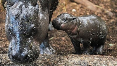 The two weeks old pygmy hippo baby 'Panya' walks with its mother for the first time into their enclosure at the zoo in Duisburg, Germany. AP