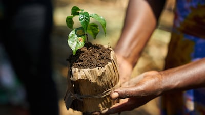 A farmer holding an Arabica coffee plant seedling. Bloomberg