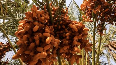 Dates are rich in vitamins, minerals and other nutrients
