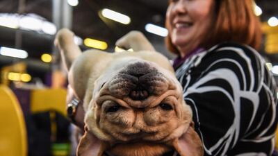 Down time: A person holds a French bulldog during the 144th annual Westminster Kennel Club Dog Show on February 10, 2020 in New York City. AFP
