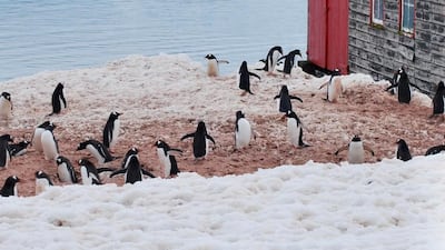 Princess Abeer visited the "penguin post office" on Goudier Island in the Antarctic, which is widely regarded to be the world's remotest post office. Photo: Heidi Victoria