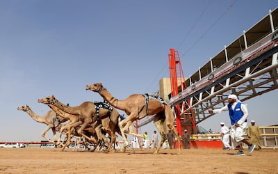 Camels race during Al Marmoom Heritage Festival at the Al Marmoom Camel Racetrack in Dubai