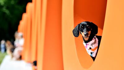 Dogs at the Goodwoof festival, held at Goodwood in West Sussex. PA