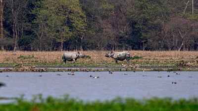 One-horned Rhinos graze in Pobitora wildlife sanctuary on the outskirts of Gauhati, India. AP Photo