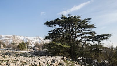 Lebanon’s cedar is celebrated in religion, poetry and history. Photo: Walid Sader for The National