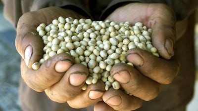 Genetically modified crops such as these soybeans can be engineered to be resistant to specific pesticides Reuters