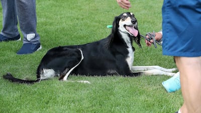 One of the dogs at the Abu Dhabi Pet Festival held at du Arena on Yas Island. Pawan Singh / The National