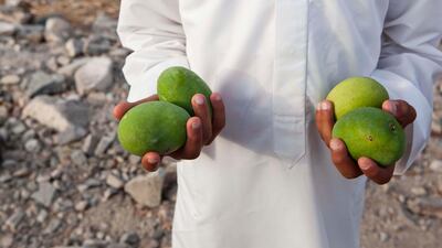 Mohammad Khalifa poses for the camera with some locally grown mangoes on a traditional Emirate farm in Wadi Al Tuwa. Ras Al Khaimah, United Arab Emirates.