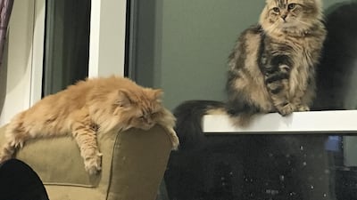 Evelyn Lau's cats Amy, left, and Georgie.