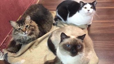 The co-founders and staff have been sleeping in the venue with the help of sleeping bags. Ailuromania Cafe