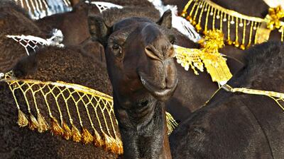 Saleh Al Dossary's four-year-old female, Kaydah, amongst other camels competing during the fourth day of the Al Dhafra Festival outside Abu Dhabi.