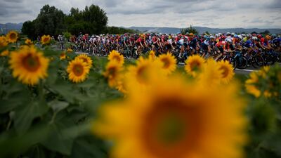 The peleton passes a field of sunflowers during the eleventh stage of the Tour de France, to Moulins. AP