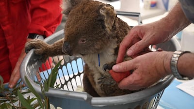 An injured Koala is looked at by a vet at a makeshift field hospital at the Kangaroo Island Wildlife Park on Kangaroo Island. AFP