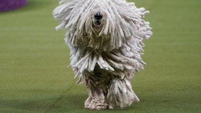Dreading it: A Komodor named Addie takes part in the Working group competition on February 11, 2020. Reuters