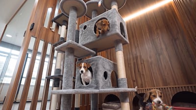 The new animal shelter will house stray pets while supporting efforts to find them a new home. Photo: Dubai Media Office