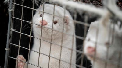 Minks, like those seen here, are farmed across the US for their fur. AFP