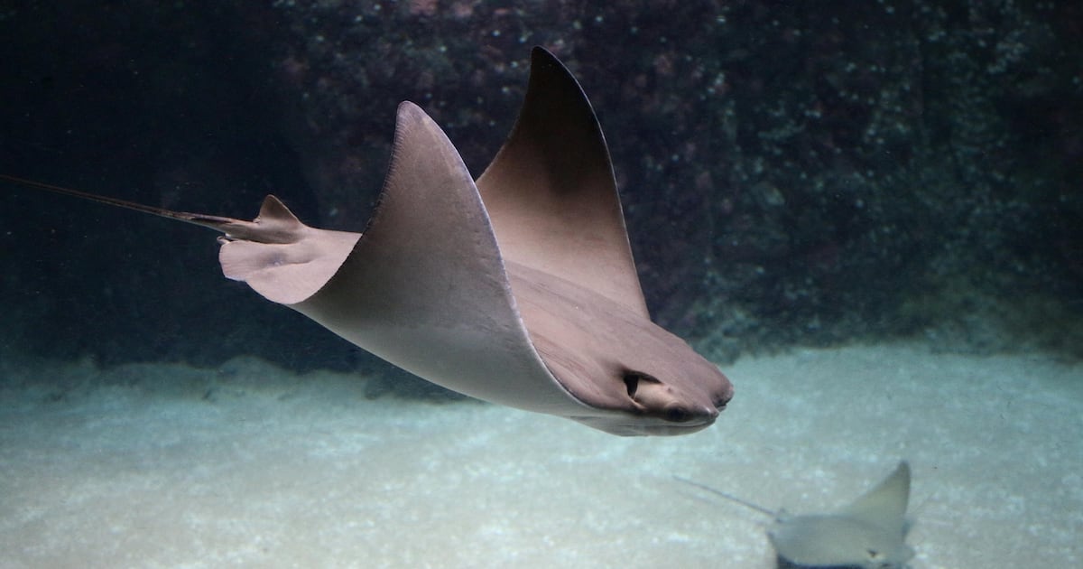 Eine Geschichte des Meereslebens in Dubai Marina: Stachelrochen in den flachen Gewässern gesichtet Eine Geschichte des Meereslebens in Dubai Marina: Stachelrochen in den flachen Gewässern gesichtet