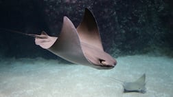 Cownose rays have been spotted in Dubai Marina. Alamy