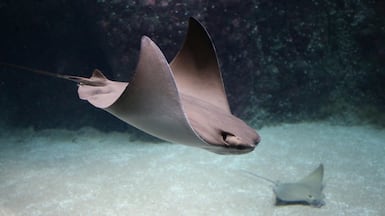 Cownose rays have been spotted in Dubai Marina. Alamy