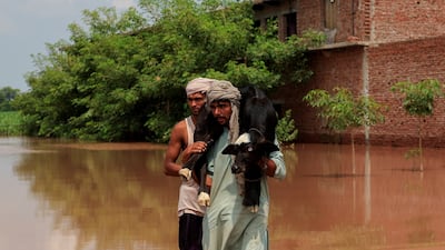 A man carries a newborn buffalo calf through a flooded road after monsoon rains near the Chenab River in Punjab, Pakistan. Reuters