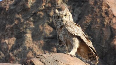 The Arabian Spotted Eagle Owl was observed and recorded in Fujairah in March, 2020